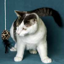 Thumbnail photo of Rowdy #2