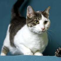 Thumbnail photo of Rowdy #1