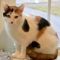 Thumbnail photo of Joy 1 #3