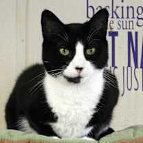 Thumbnail photo of Tazz #1