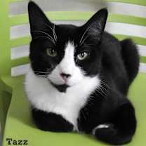 Thumbnail photo of Tazz #2