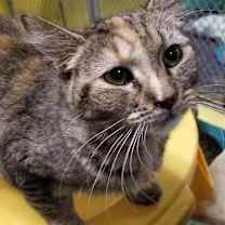 Thumbnail photo of Amira #2