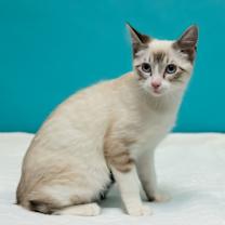 Thumbnail photo of Manticore #1