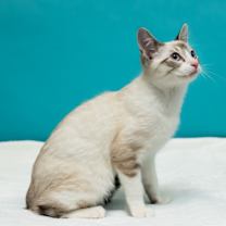 Thumbnail photo of Manticore #2