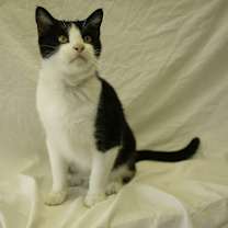 Thumbnail photo of Jon Snow #1