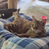 Thumbnail photo of Aurora #1