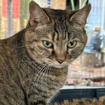 Thumbnail photo of Aurora #2