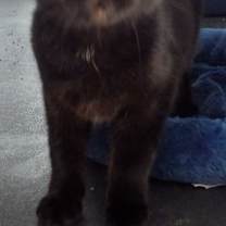 Thumbnail photo of Licorice #2