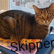 Thumbnail photo of Skipper #4