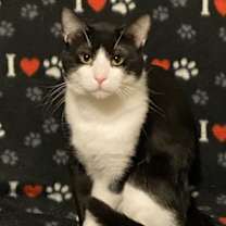 Thumbnail photo of Domino (bonded with DB) #2