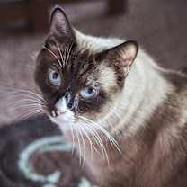 Thumbnail photo of Tyke #1