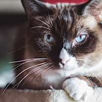 Thumbnail photo of Tyke #2