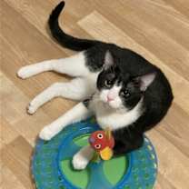 Thumbnail photo of DB (bonded with Domino) #1