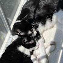 Thumbnail photo of DB (bonded with Domino) #2