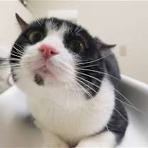 Thumbnail photo of DB (bonded with Domino) #4