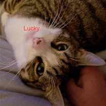 Thumbnail photo of Lucky R #2