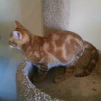 Thumbnail photo of Rusty #3