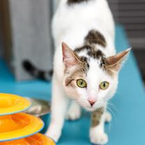 Thumbnail photo of Gaspar #2