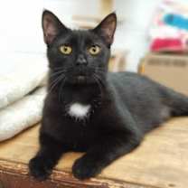 Thumbnail photo of Soot #1