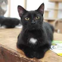 Thumbnail photo of Soot #2