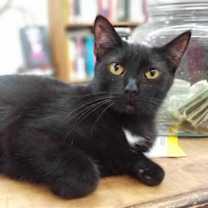 Thumbnail photo of Soot #3