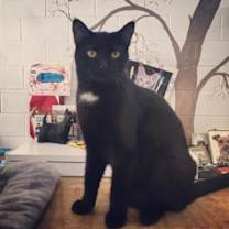 Thumbnail photo of Soot #4