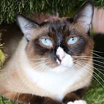 Thumbnail photo of Tyke #4