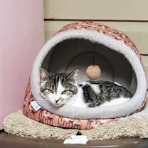 Thumbnail photo of Tessa #2