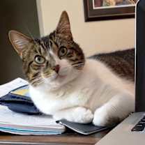 Thumbnail photo of Fair the anti-cat cat #3
