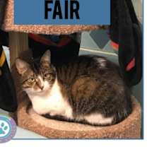 Thumbnail photo of Fair the anti-cat cat #4
