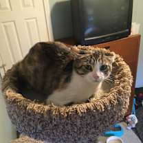 Thumbnail photo of Rosie Bonded with Patchy #2