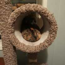 Thumbnail photo of Rosie Bonded with Patchy #3