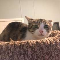 Thumbnail photo of Rosie Bonded with Patchy #4
