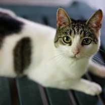 Thumbnail photo of Angel #2