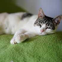 Thumbnail photo of Angel #4