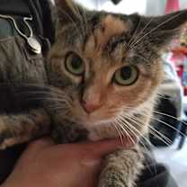 Thumbnail photo of Nya #1