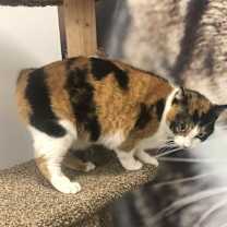 Thumbnail photo of Gypsy #3