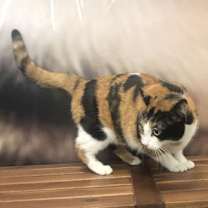 Thumbnail photo of Gypsy #4