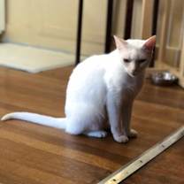 Thumbnail photo of Mulla #4