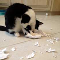 Thumbnail photo of Timmy #2