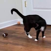 Thumbnail photo of Junebug #3