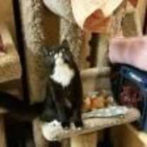 Thumbnail photo of Violet #1