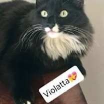 Thumbnail photo of Violet #2