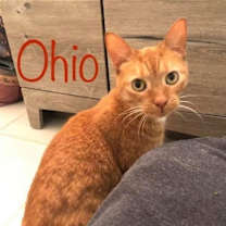 Thumbnail photo of Ohio #1