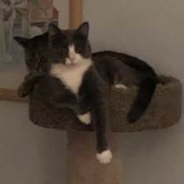 Thumbnail photo of GRACIE III #1