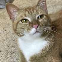 Thumbnail photo of SILLY Sami #1