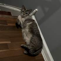 Thumbnail photo of Cookie #2