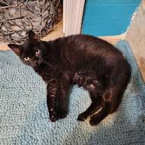 Thumbnail photo of Twilight Twinkle #2