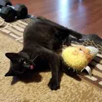 Thumbnail photo of Twilight Twinkle #3