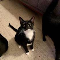 Thumbnail photo of JANICE & MARCEL (BONDED PAIR) #1